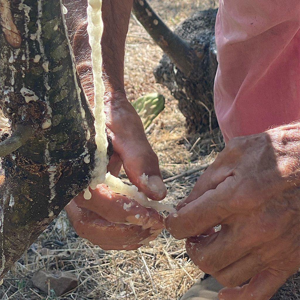 Seiva de man&aacute; escorre de uma &aacute;rvore e &eacute; recolhida nas m&atilde;os de uma pessoa.