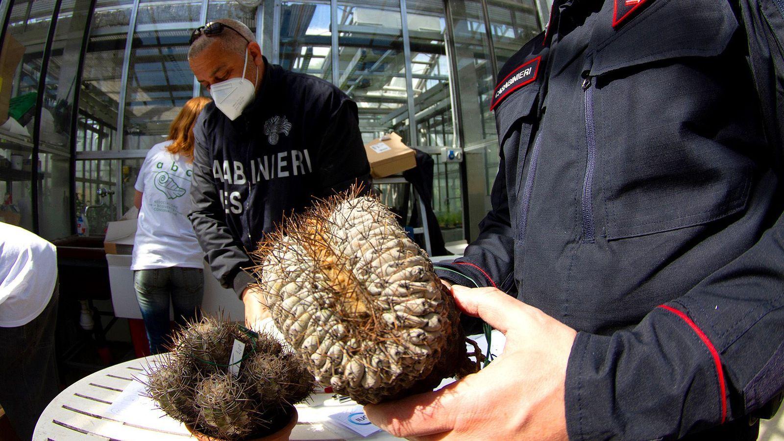 La policía italiana sostiene en su mano los cactus incautados. 