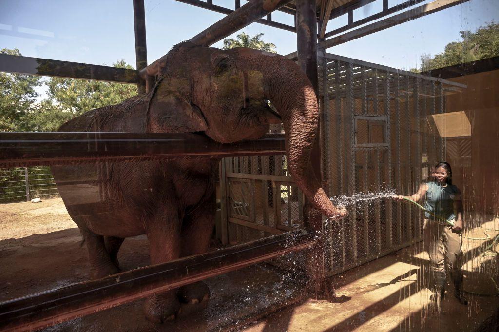 Elefante tomando banho de mangueira em dia de calor no BioParque do Rio em 2023