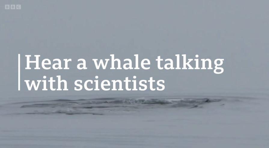 인간과 혹등고래가 나누는 대화가 최초로 녹음됐다