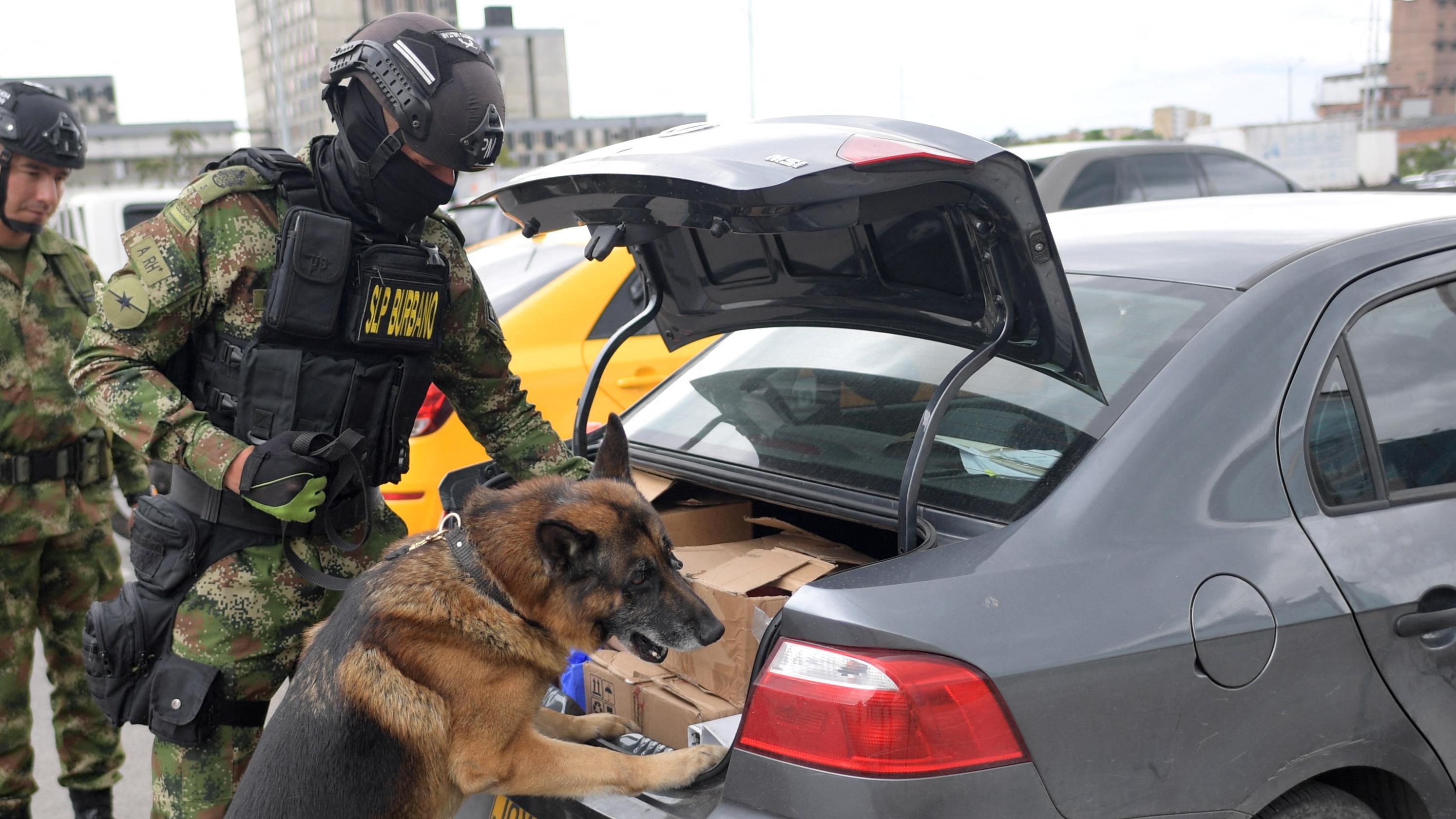 Perros antiexplosivos en Colombia