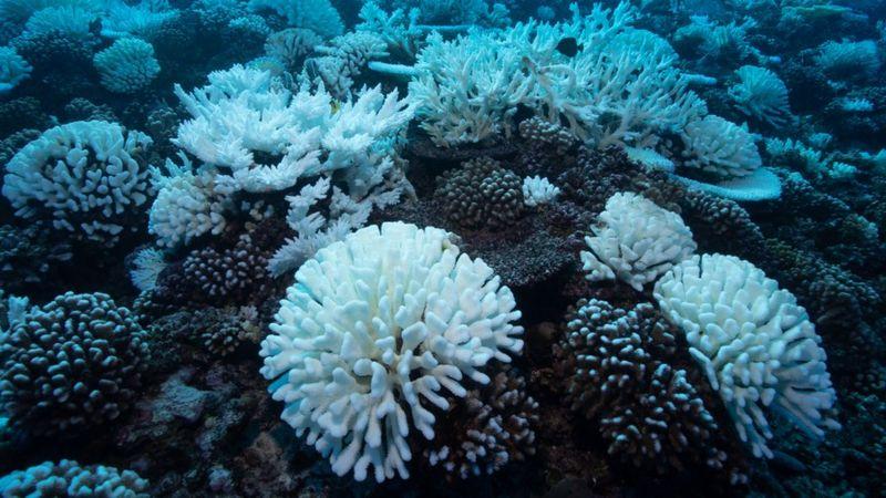 Corais branqueados na Grande Barreira de Corais da Austrália