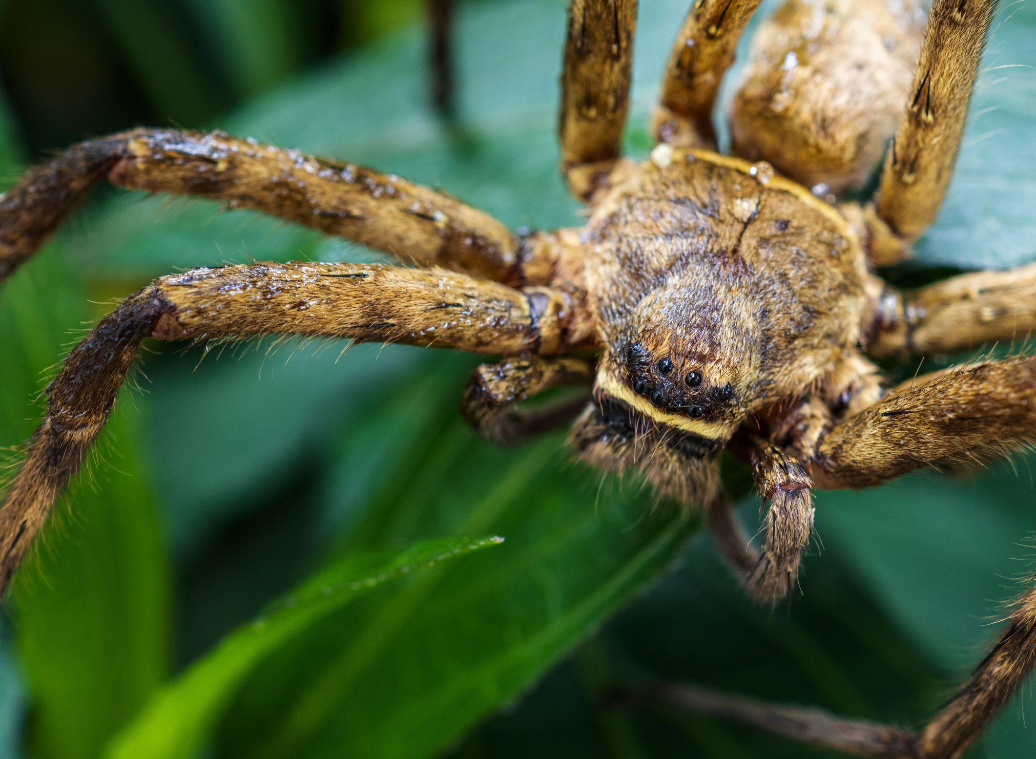 Araña cazadora