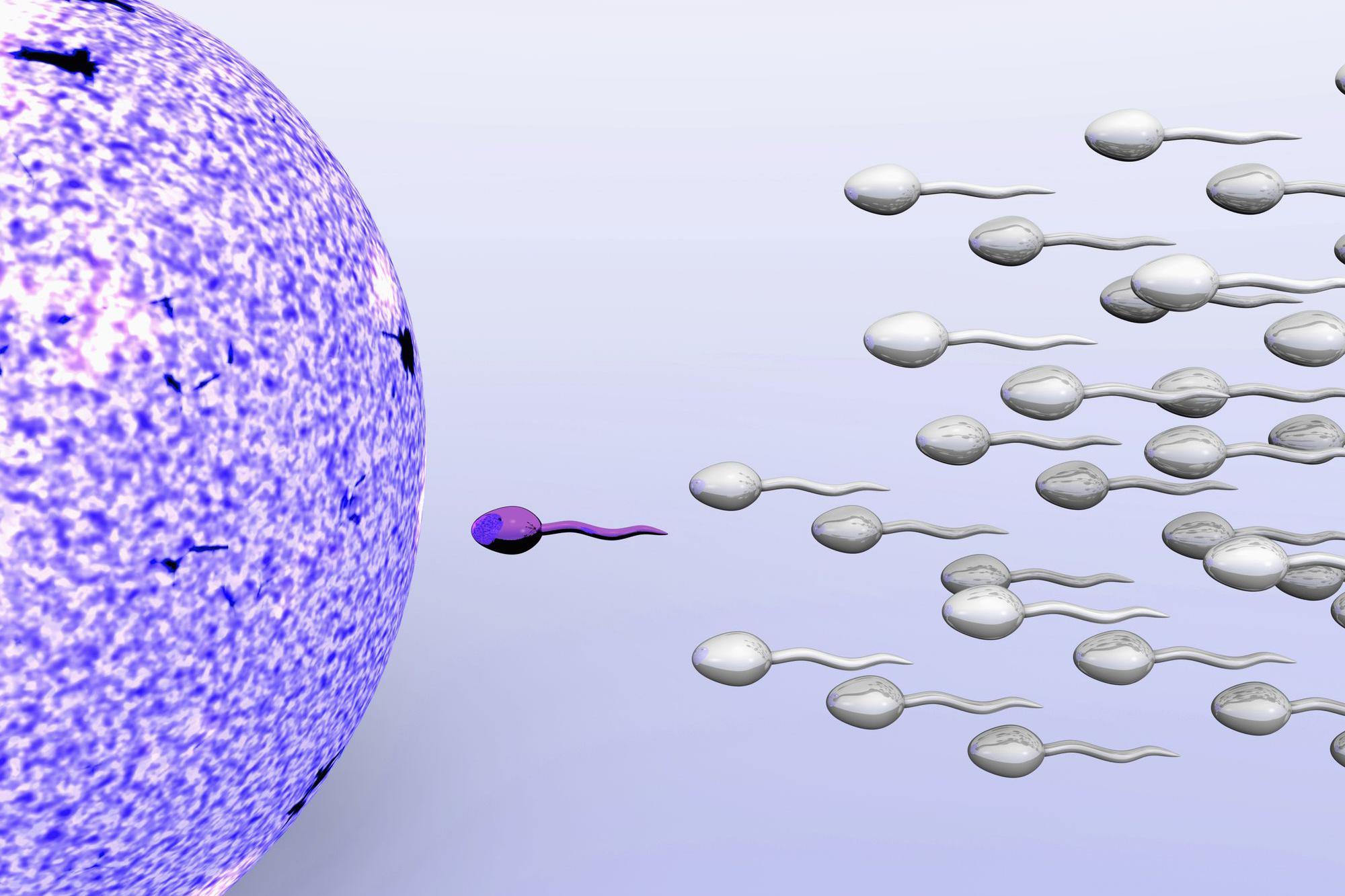 Ilustración de espermatozoides fertilizando un óvulo.