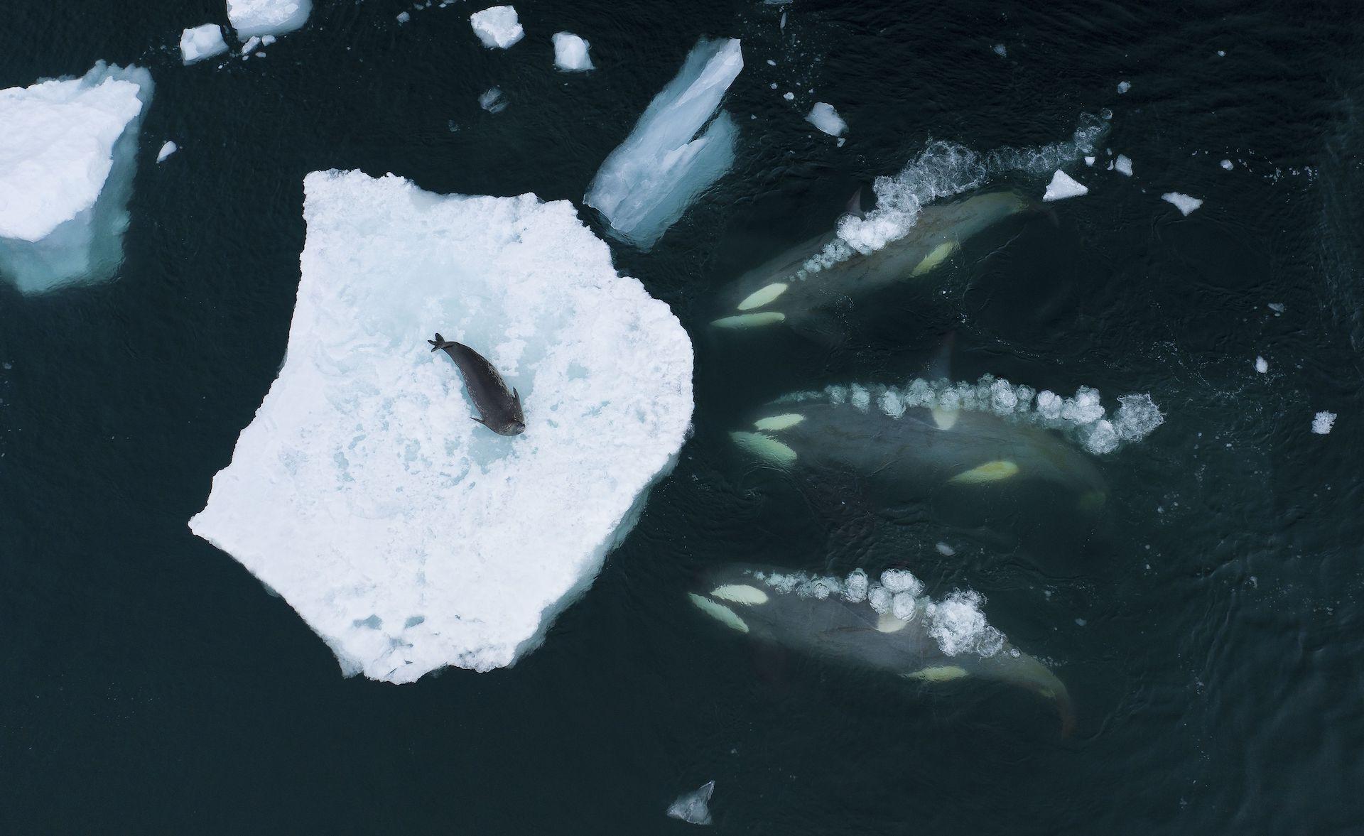 Una manada de orcas preparándose para "lavar con olas" una foca de Weddell.