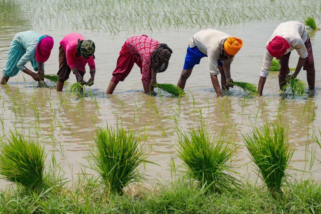 Agricultores cultivan arroz en una plantación inundada en India, 2023