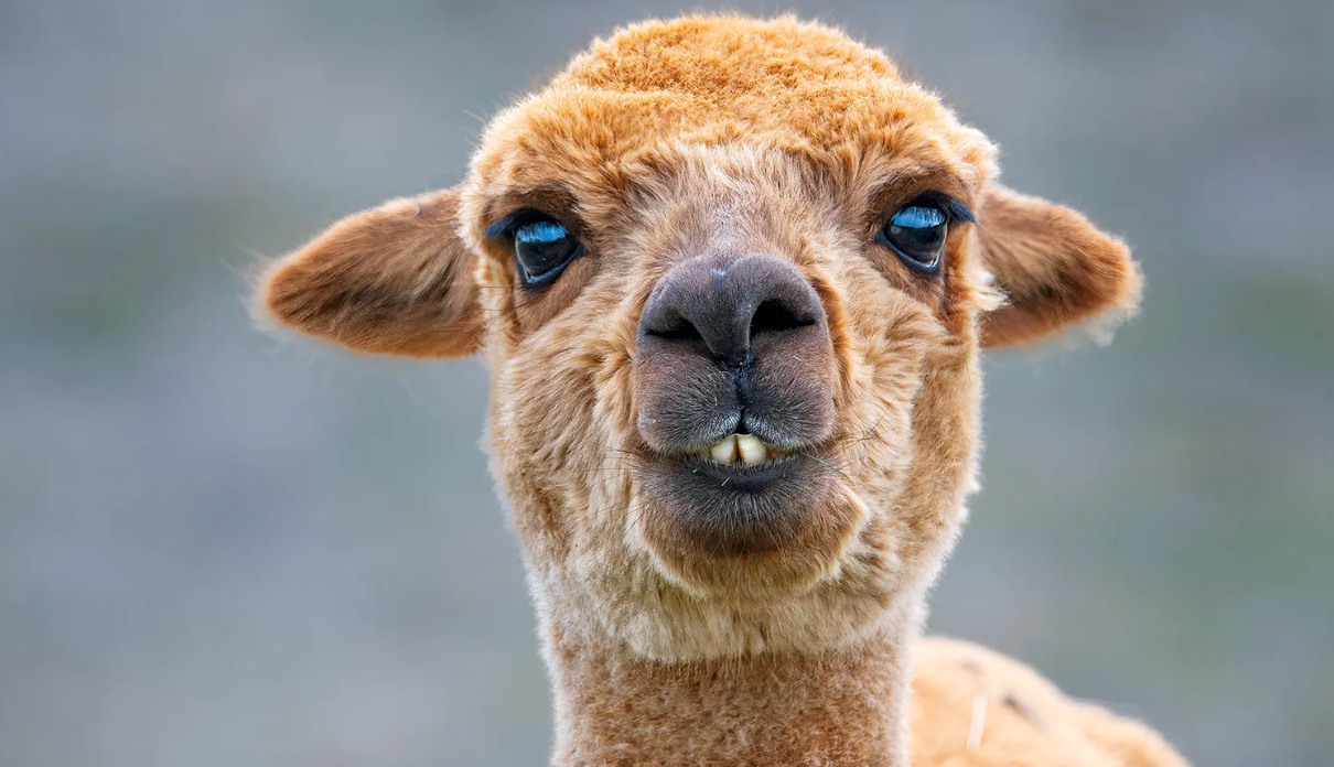 A imagem mostra uma lhama, com pelo marrom e uma expressão engraçada, destacando os dentes da frente. O fundo fica desfocado, destacando o focinho do animal e suas orelhas pequenas e eretas.