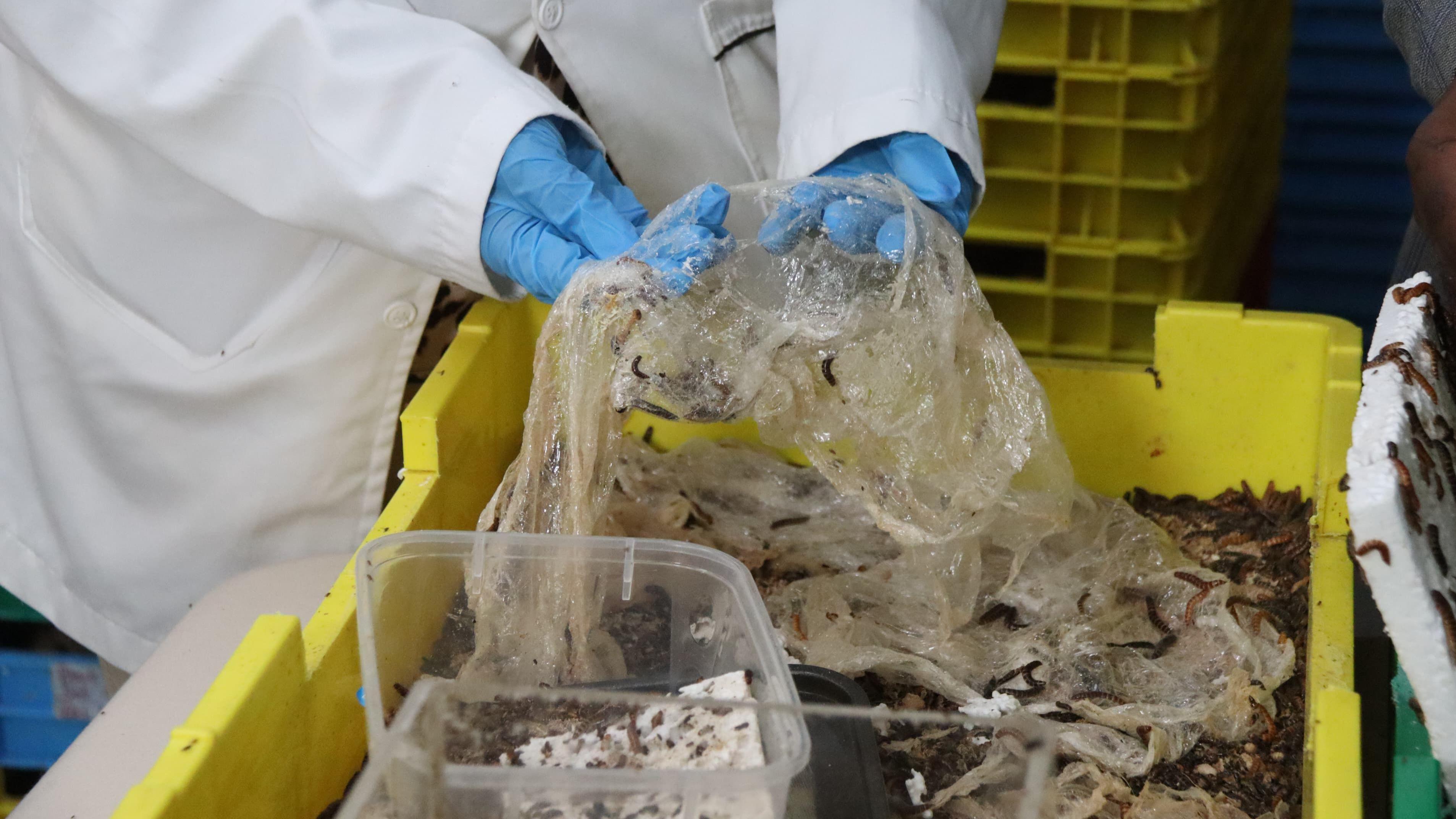 The dark lesser mealworm in a yellow bin while others are seen on a clingfilm and plastic container