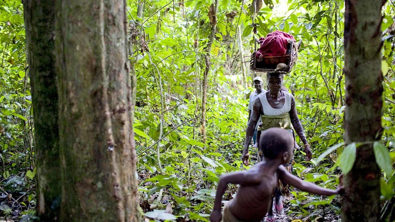 Taman Nasional Sapo di Liberia adalah salah satu tempat bagi populasi kuda nil kerdil yang tersisa.