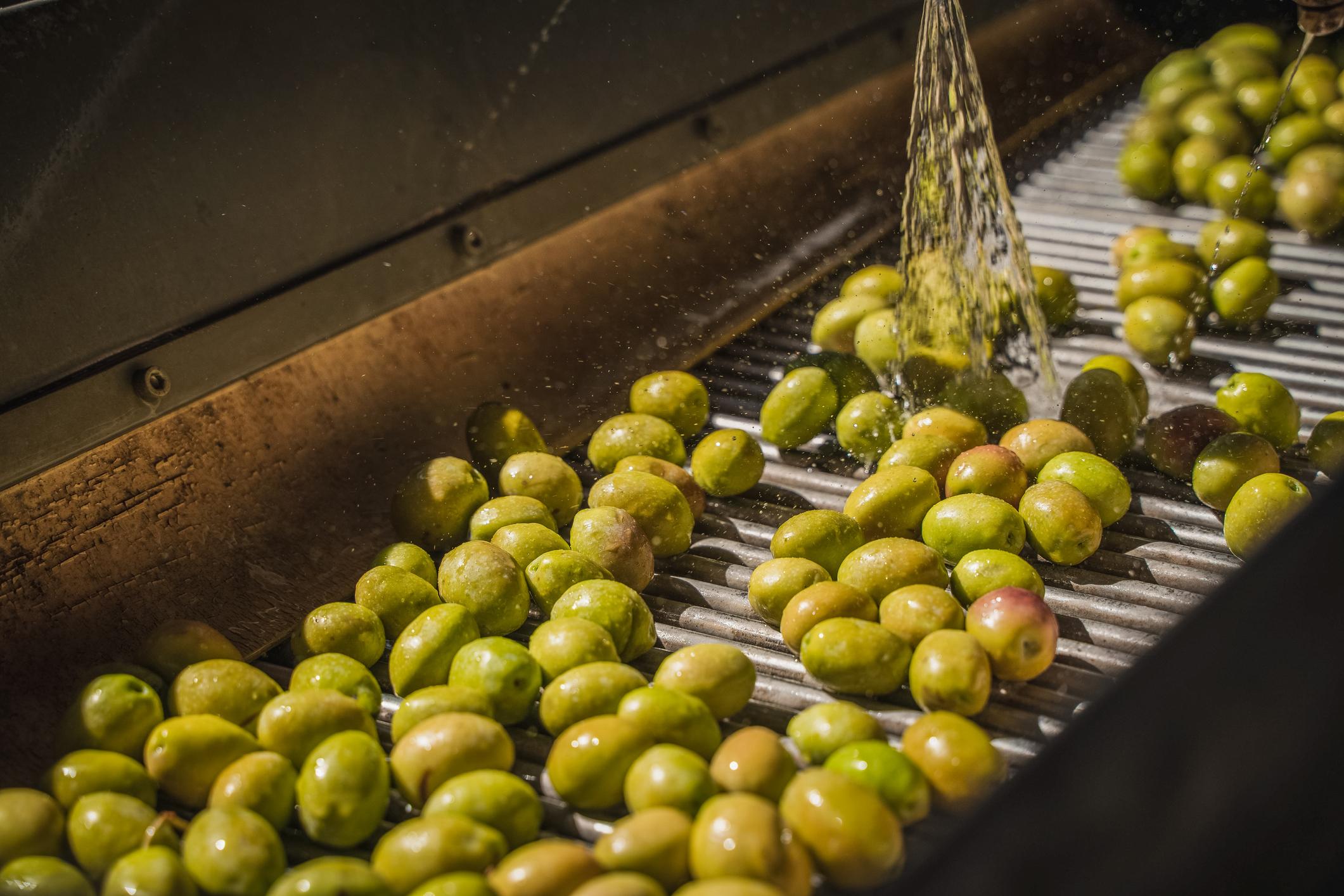 Aceitunas siendo lavadas para convertirlas en aceite de oliva