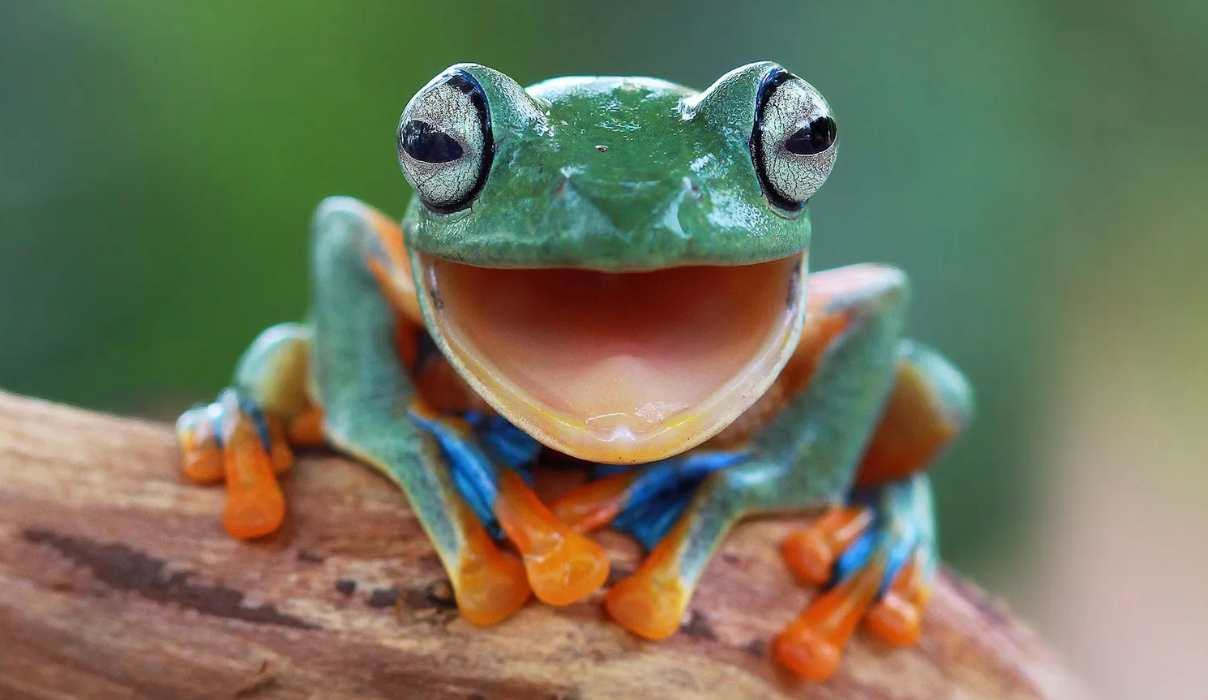 Sapo olhando para a câmera