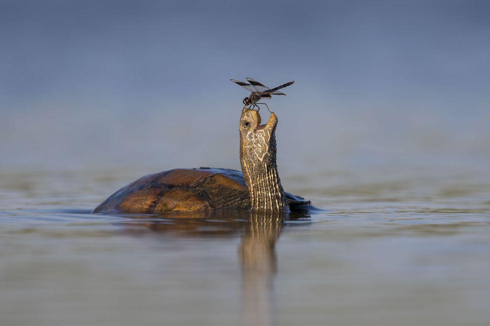 Uma tartaruga no lago dos Balcãs e uma libélula em seu nariz