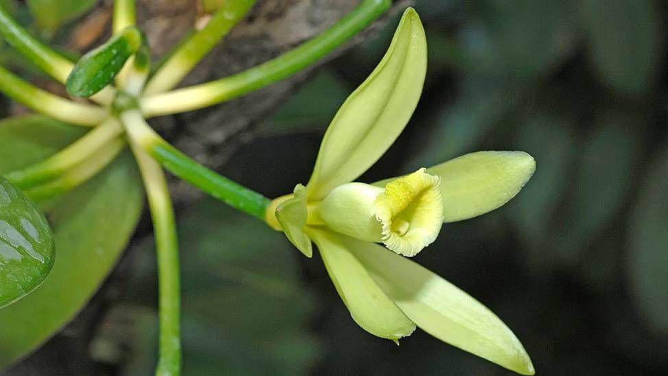 Flor de una orquídea de vainilla