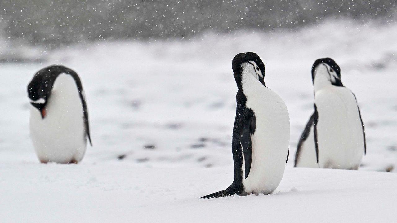 pingüinos barbijos