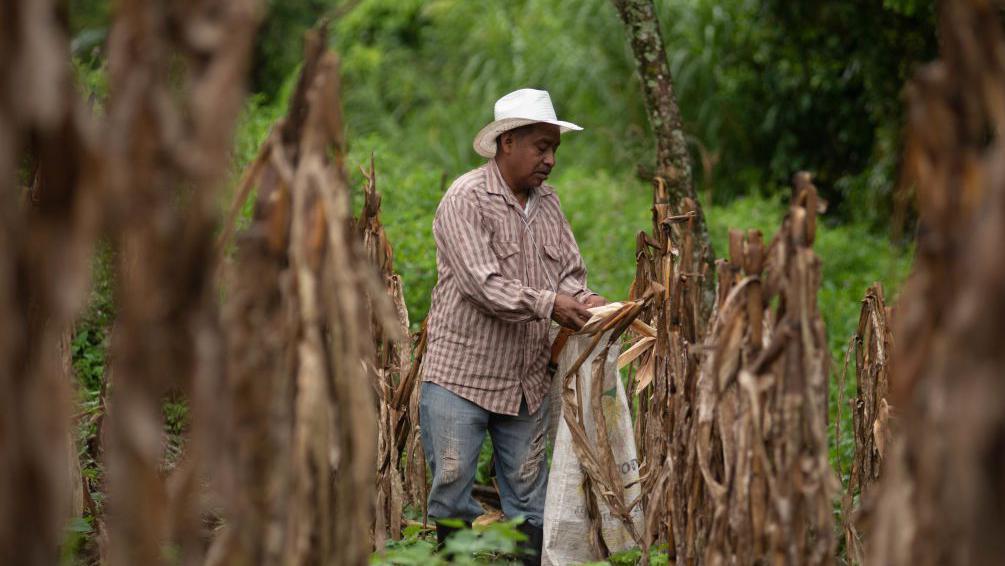 Cultivo de Maíz en México