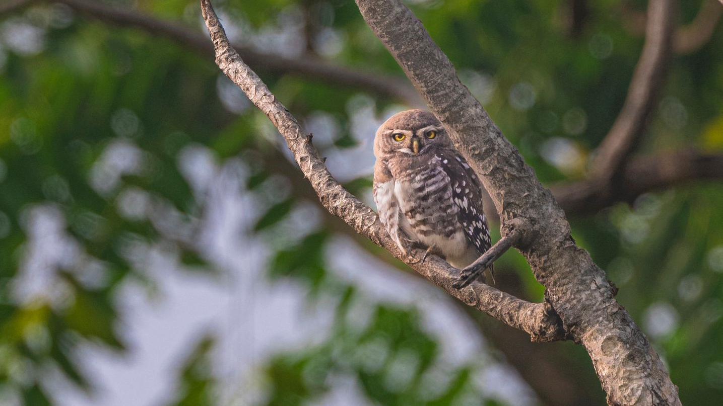 An Indian forest owlet 