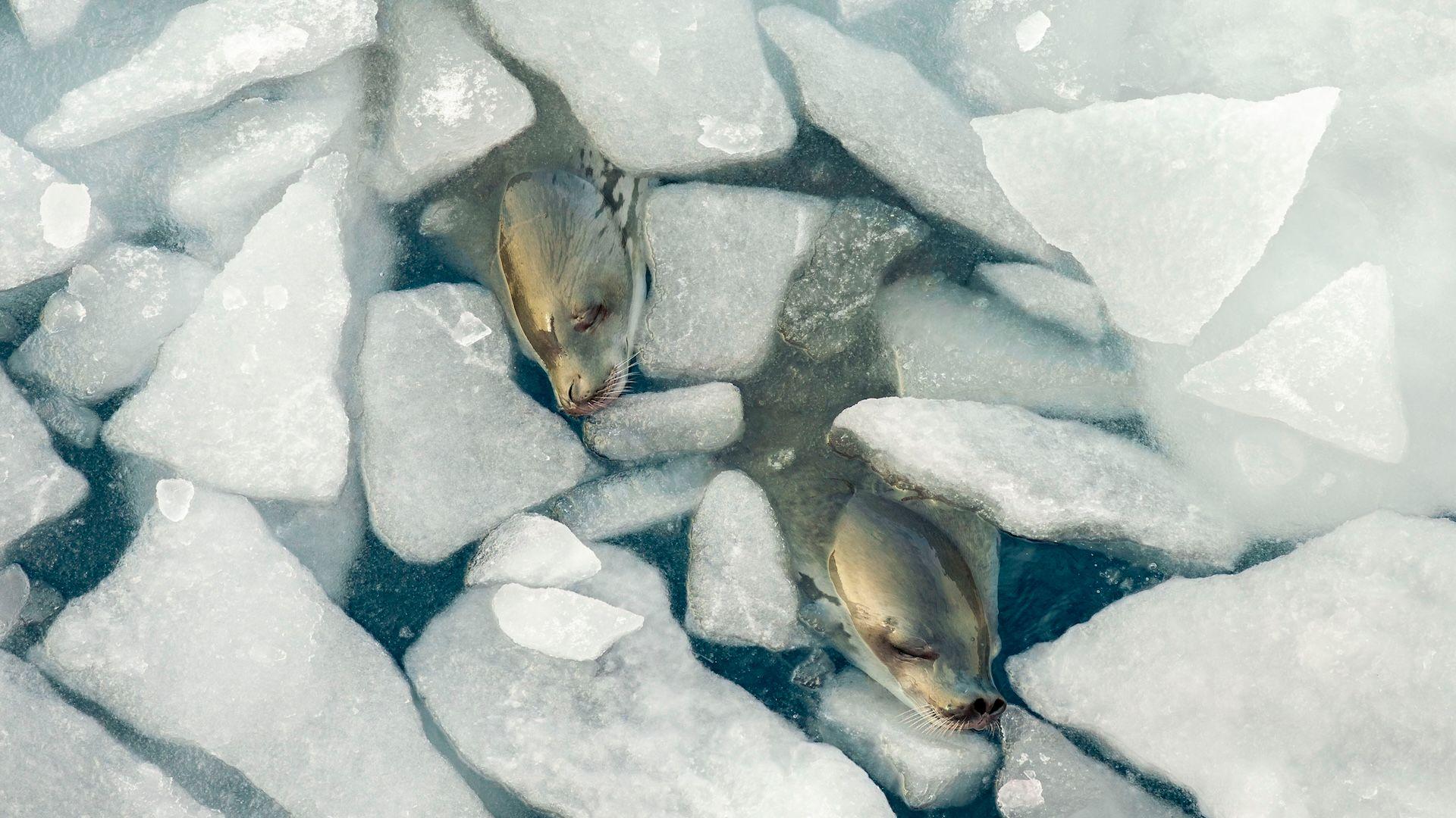 Duas focas com a cabeça saindo do gelo