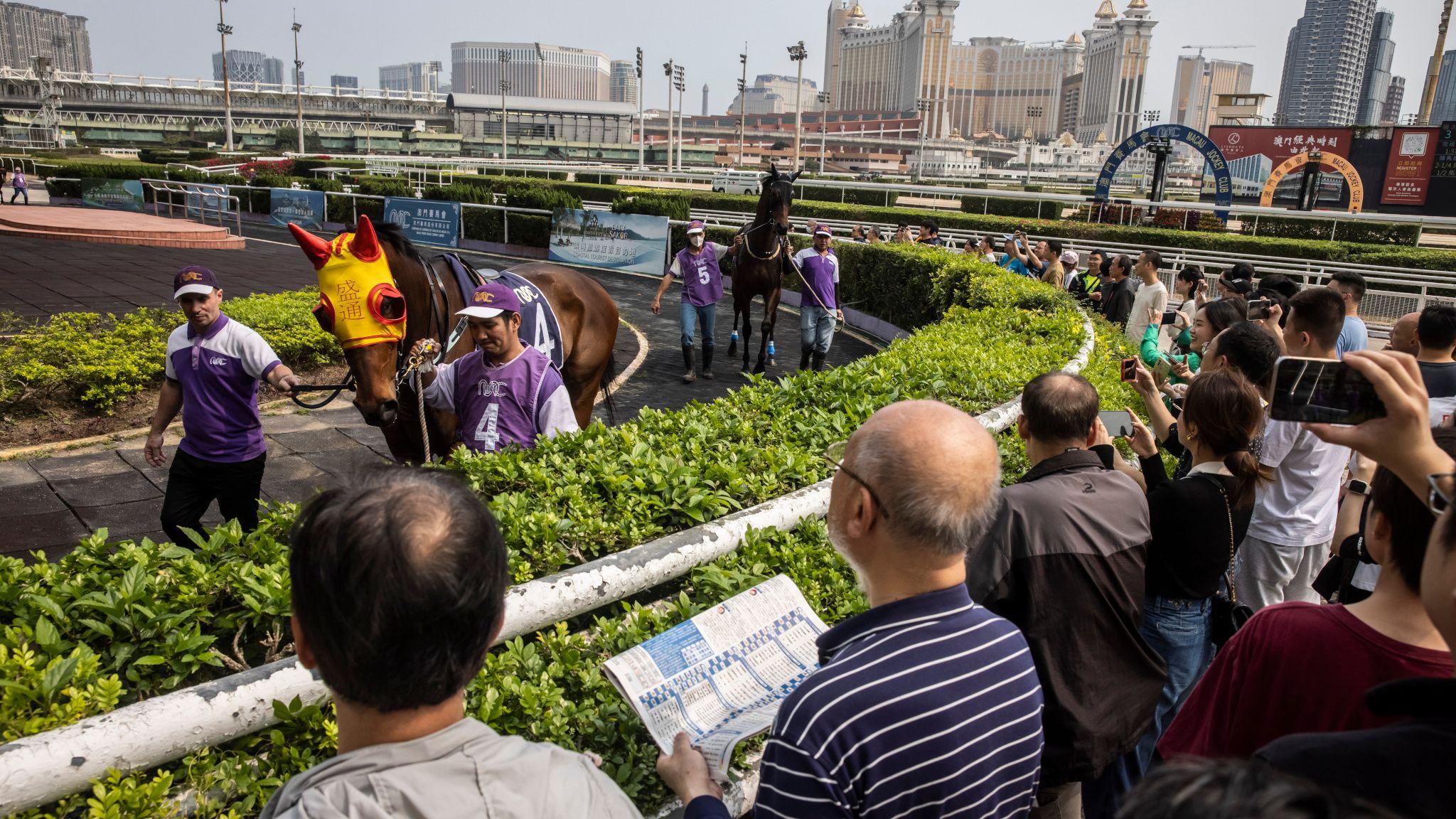 氹仔澳門賽馬會內馬迷在沙圈端詳出賽馬匹（17/3/2024）