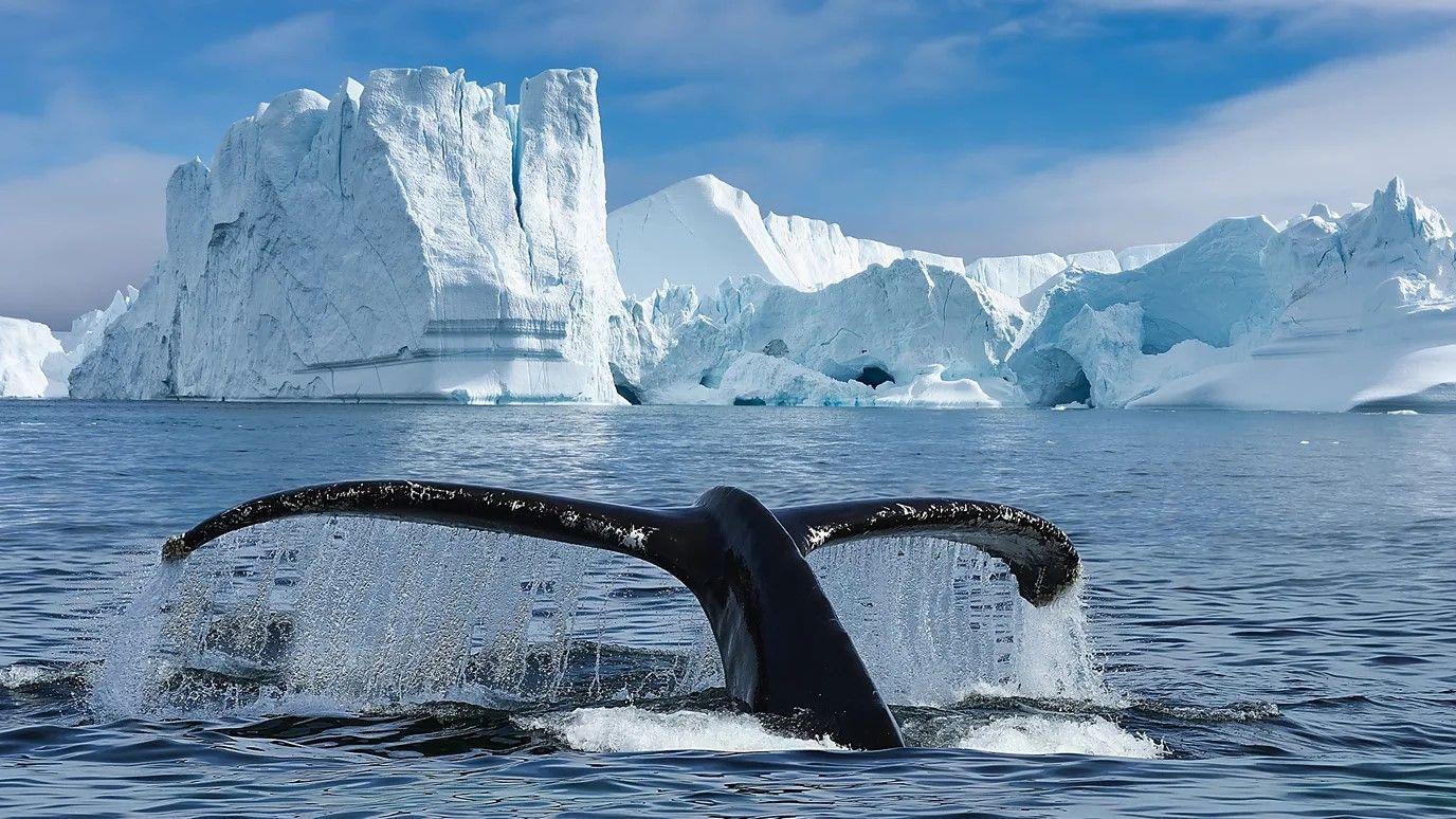 Foto da cauda de uma baleia saindo do mar com icebergs ao fundo.