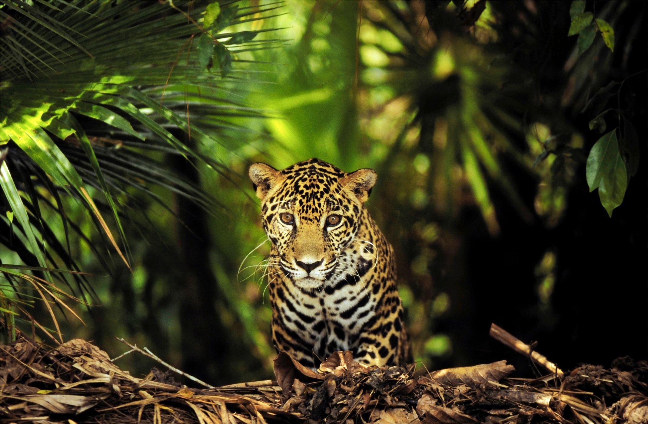 Un jaguar en medio de una tupida selva.