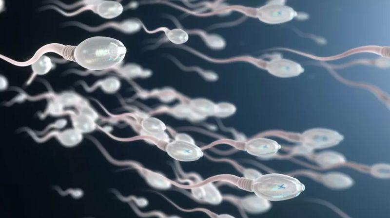 Sperm swimming 