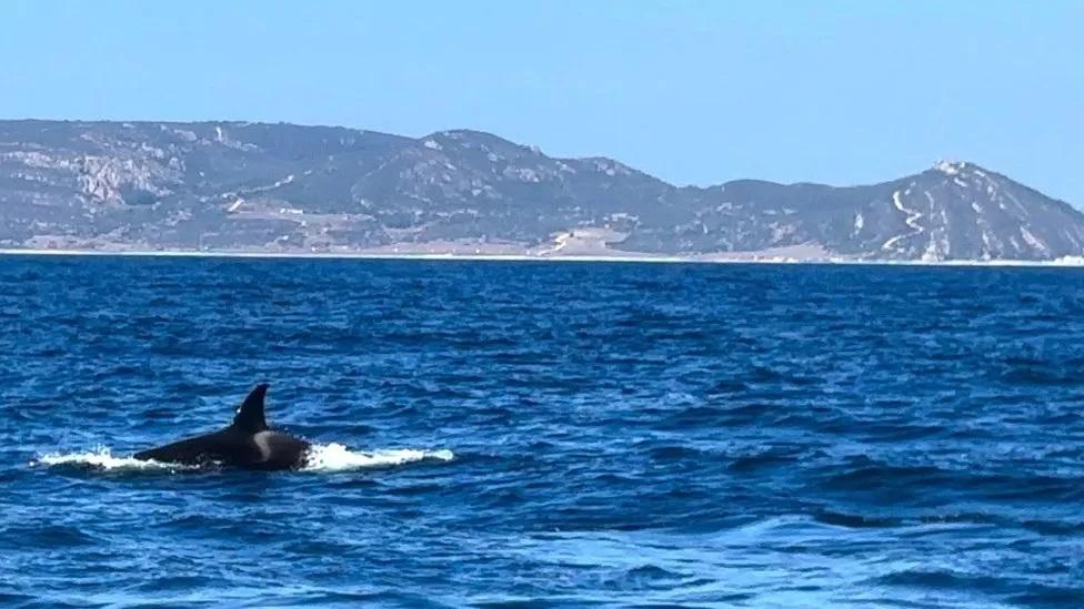 Orca no mar