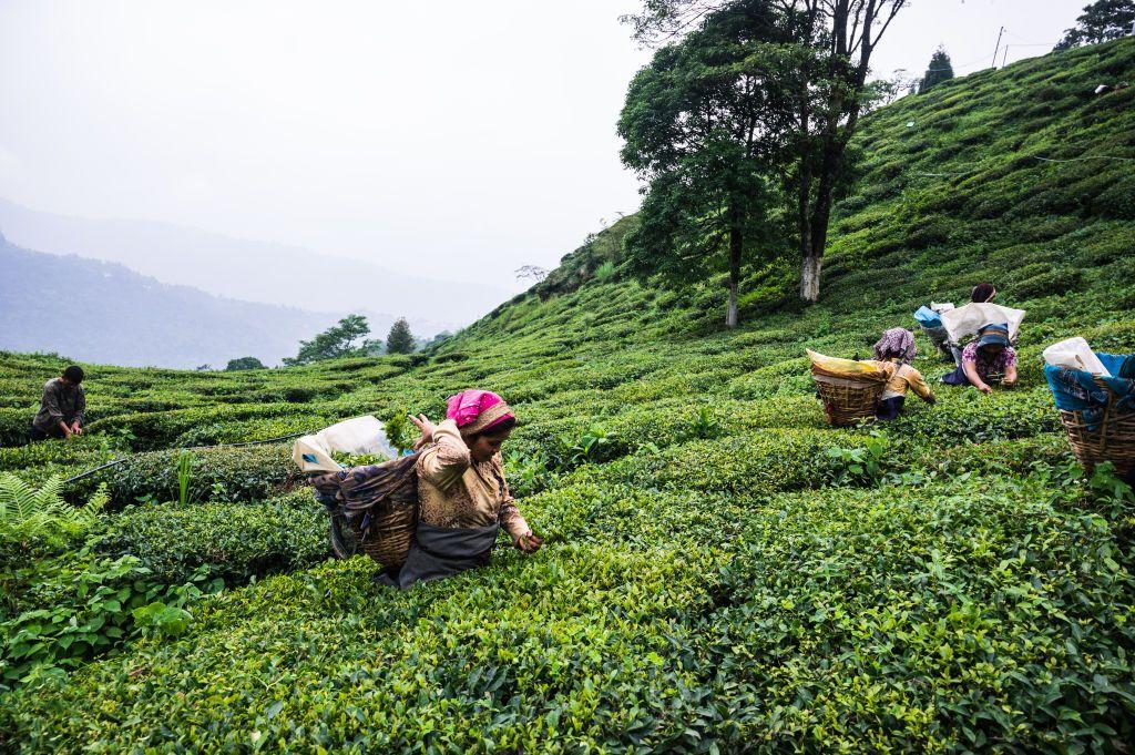 قاطفات الشاي في الهند