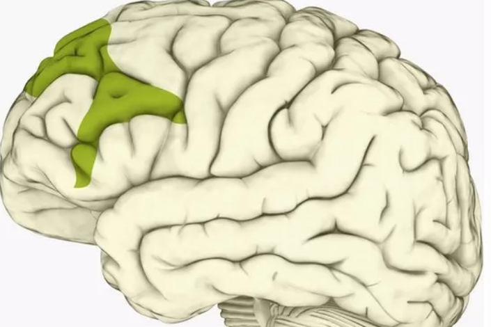 انسانی دماغ