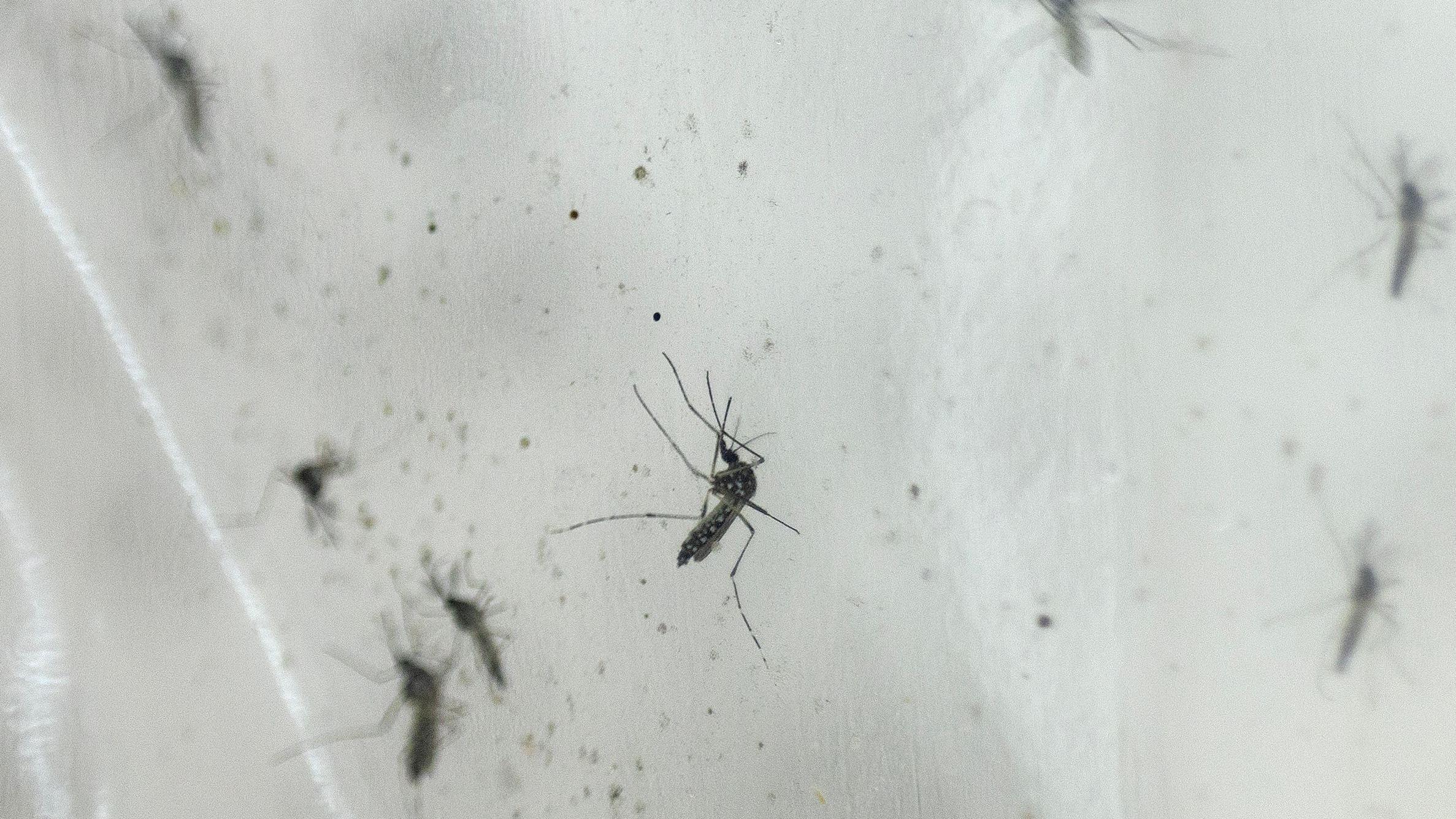 osquitos da dengue em imagem aproximada