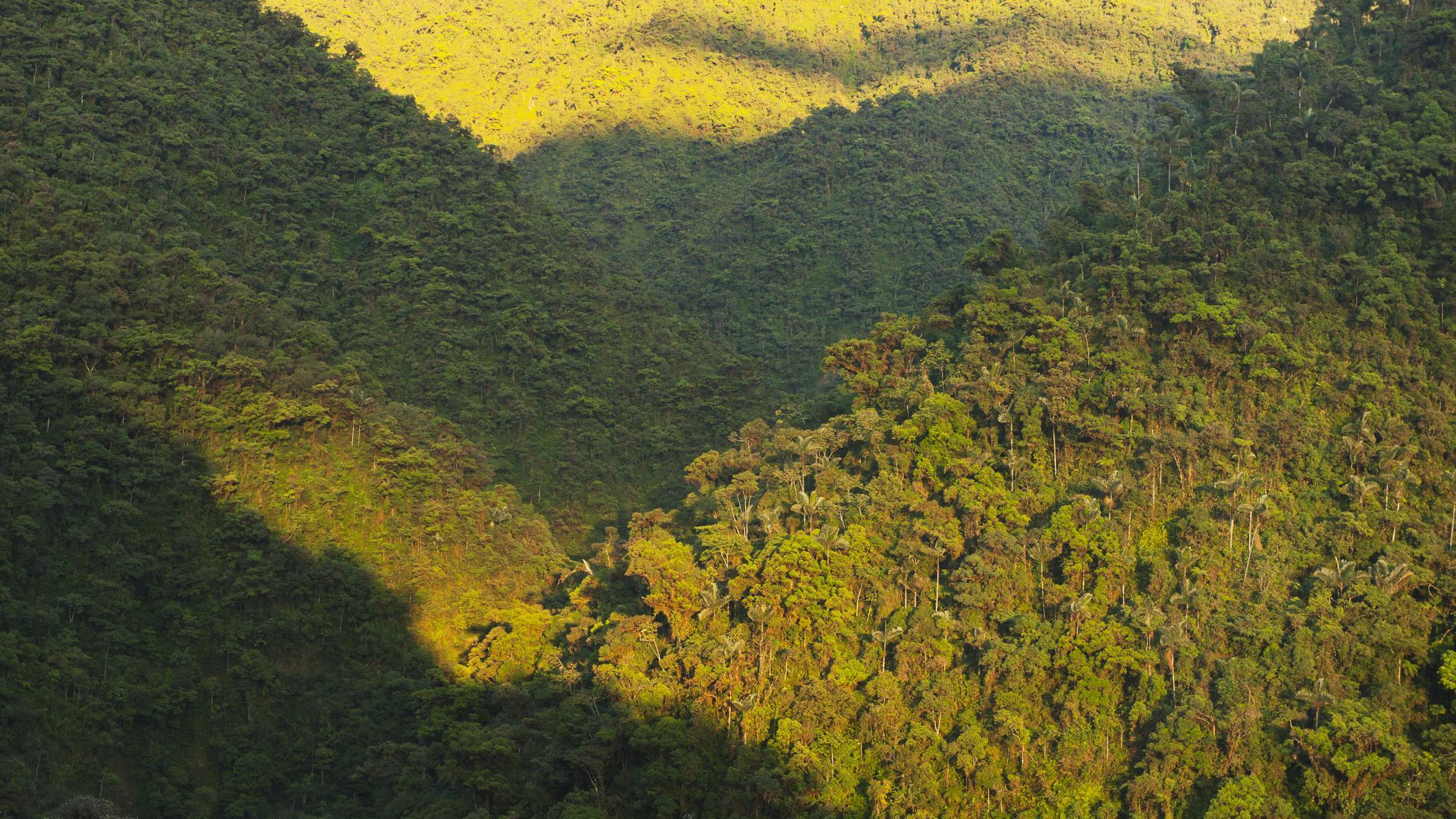 Foto aérea de encostas cobertas por floresta