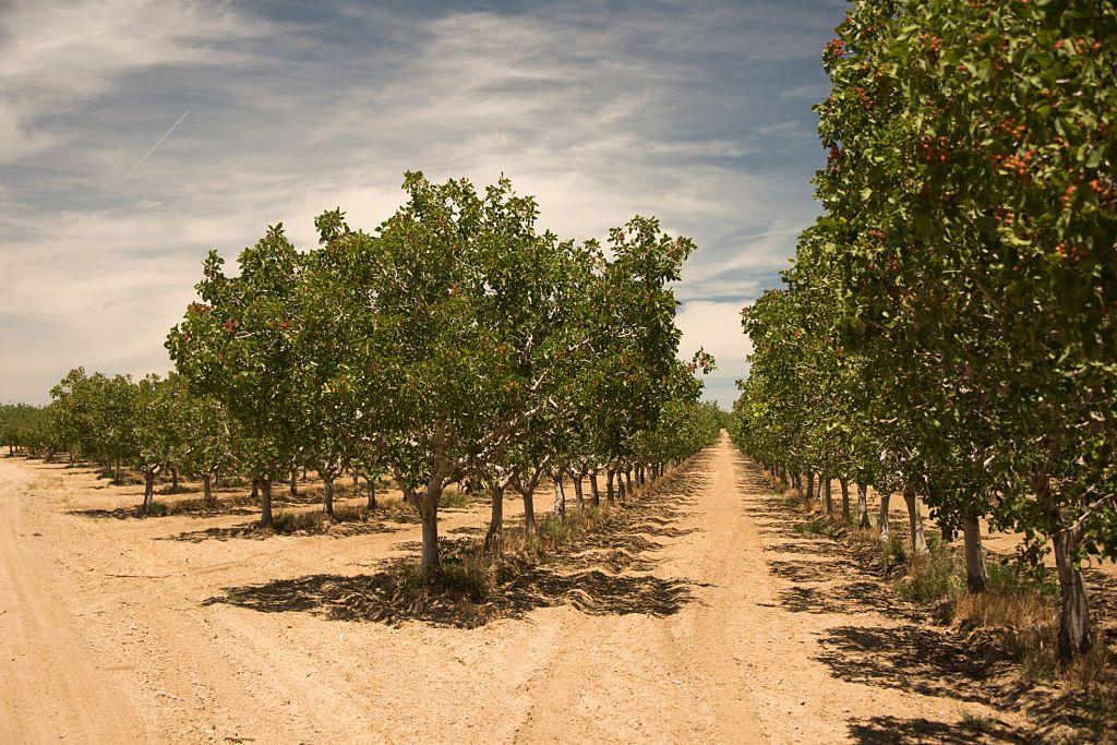 Plantar árvores seguidas 