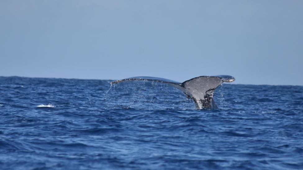 Cola de la ballena macho avistada en la costa de Zanzíbar