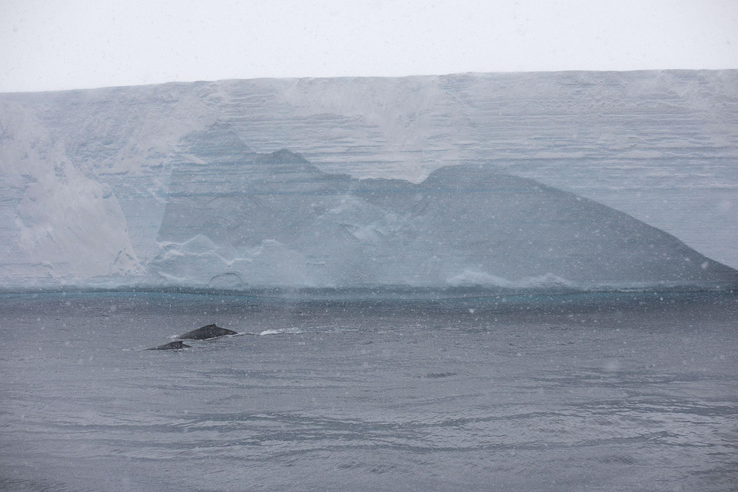 Dos ballenas jorobadas junto al Iceberg A-68 en 2020.