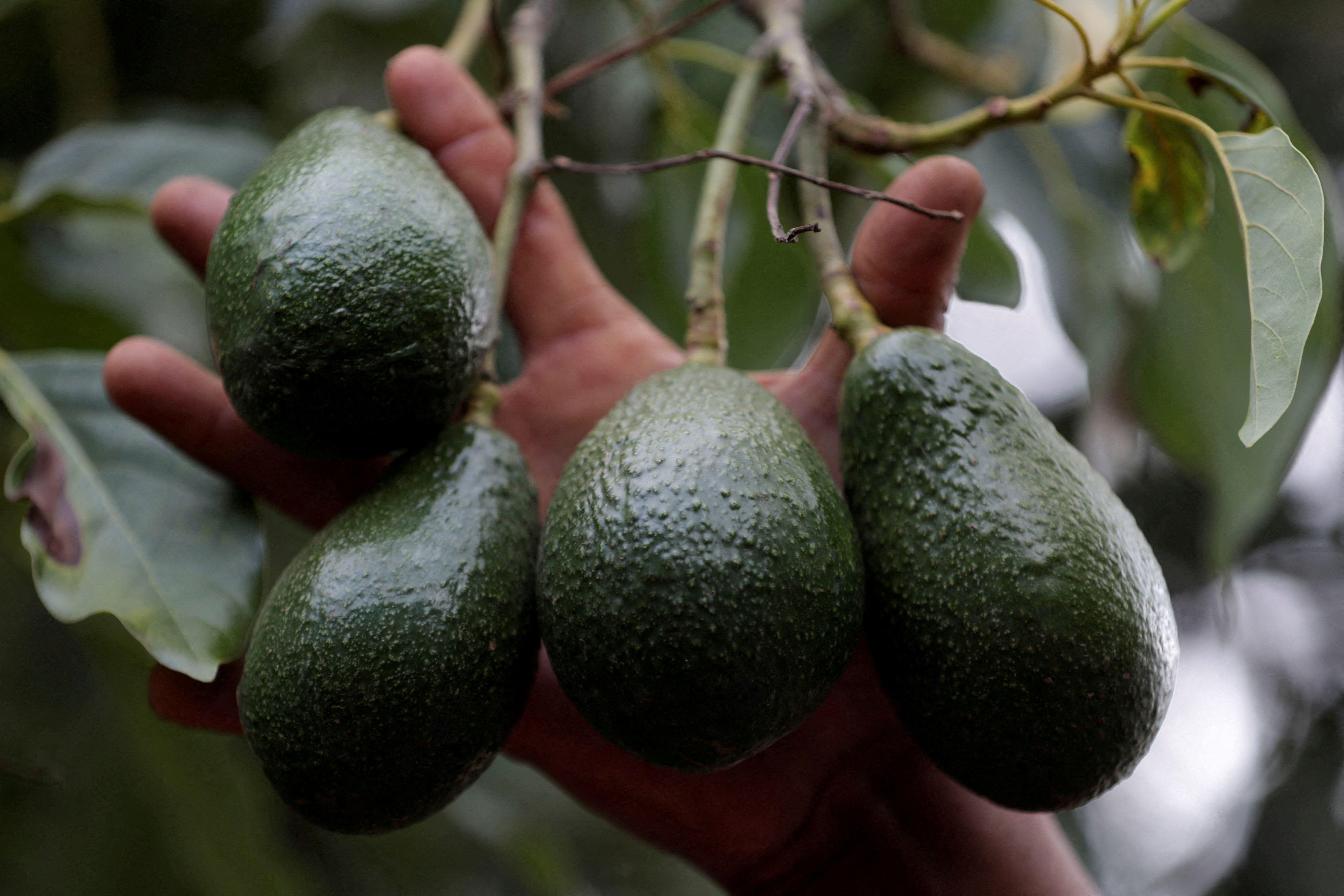 Plantação de abacates em Michoacán, no México