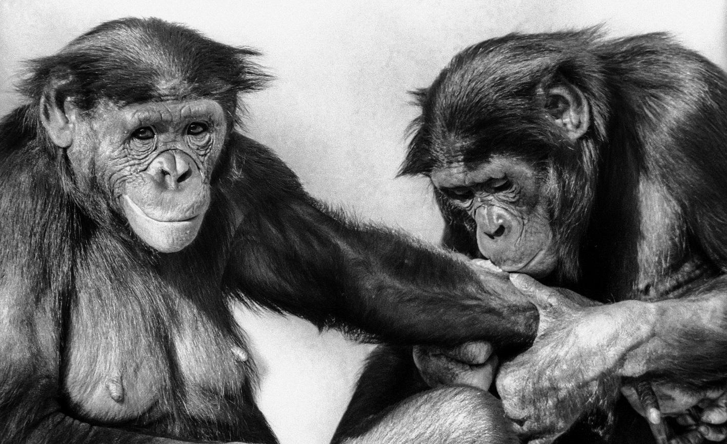 Macho 'besando' el brazo de una hembra bonobo