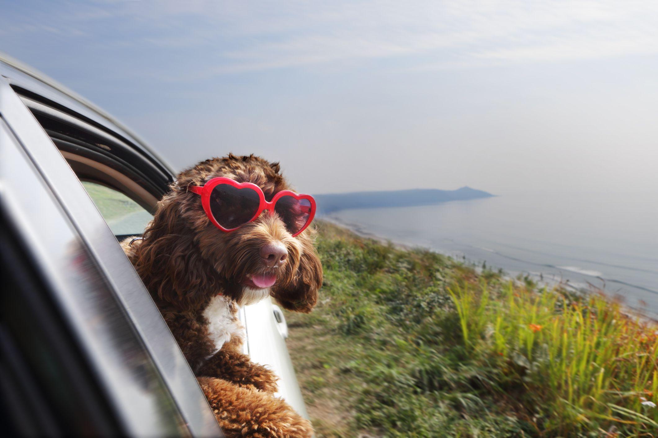 Perro por la ventada de un carro. 