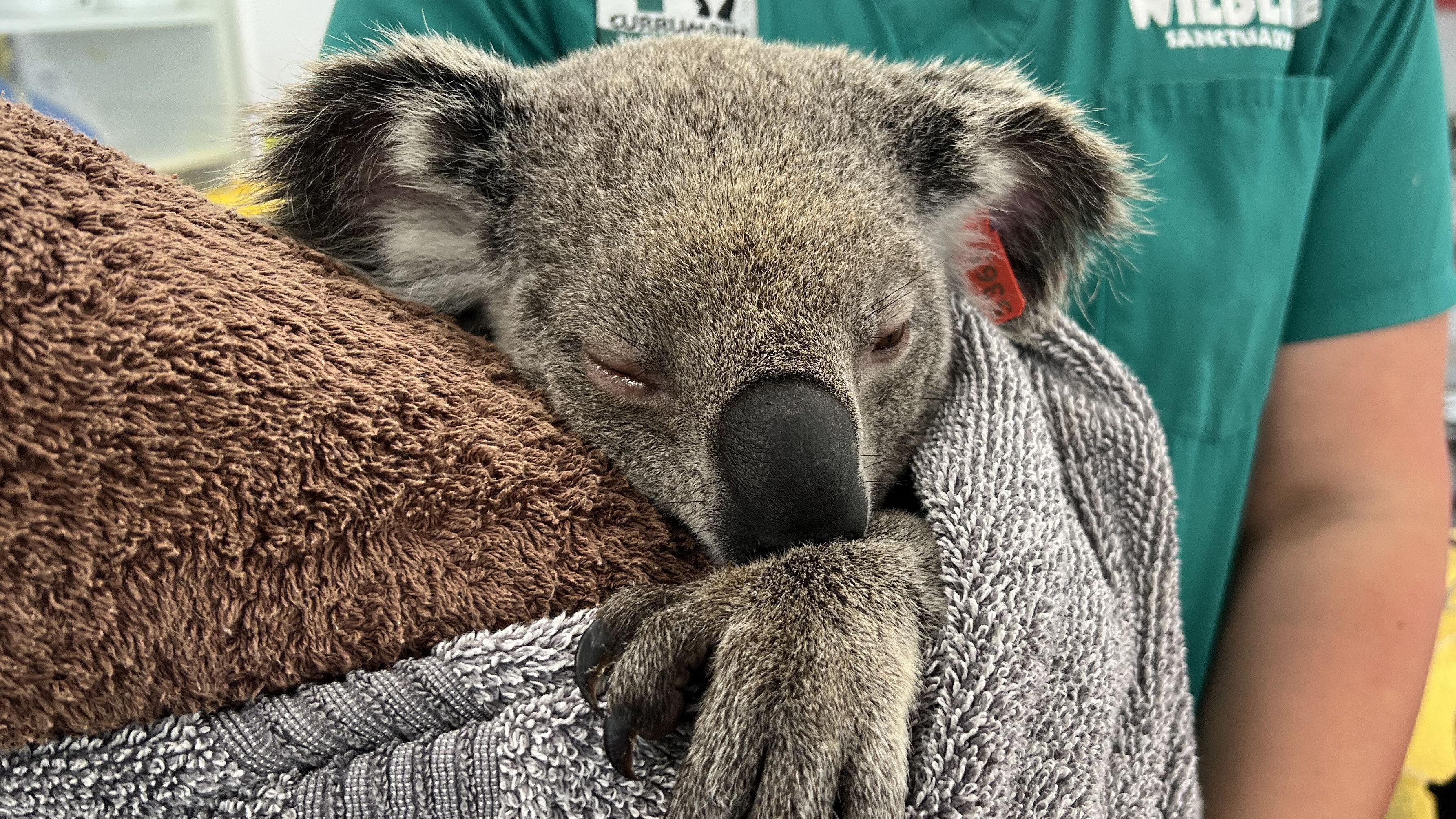 A drowsy koala wrapped in a towel and held by a vet