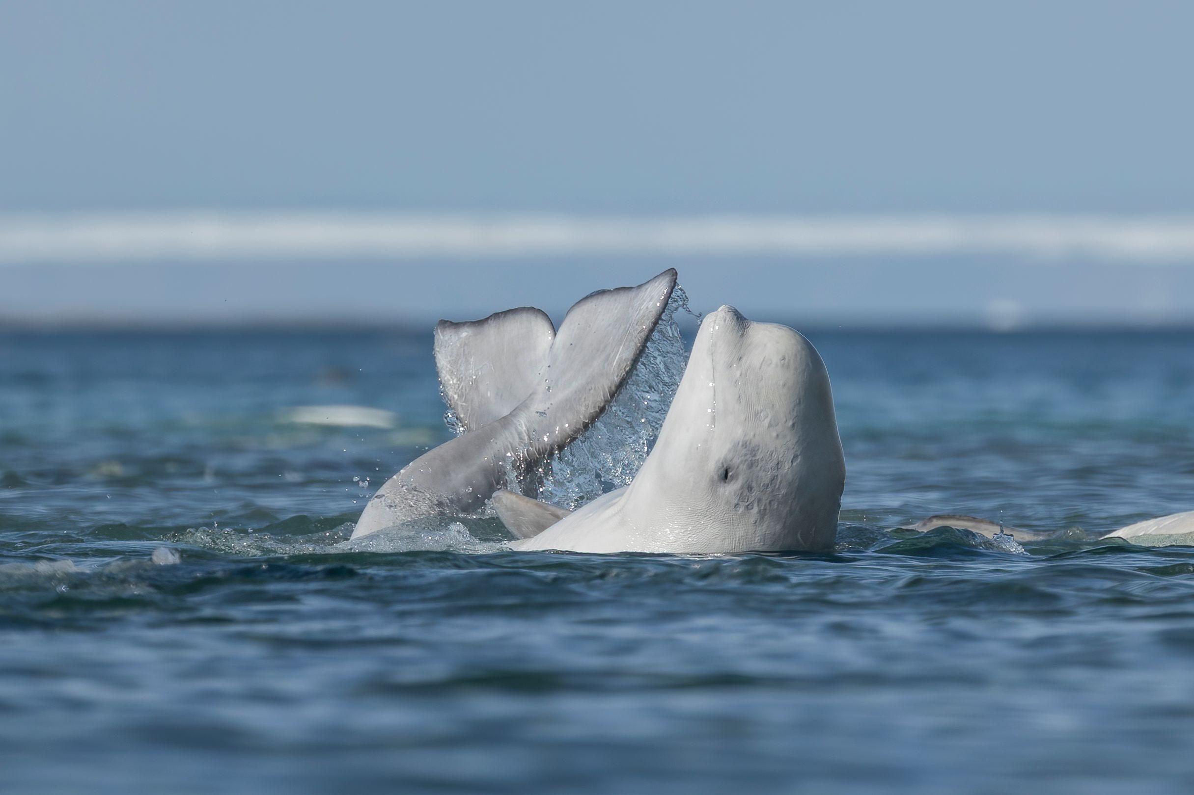 Beluga baleia fazendo esfoliação