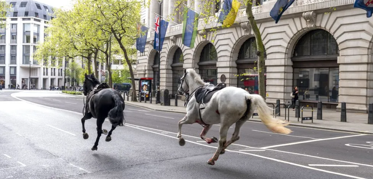 Dois cavalos galopando no centro de Londres em abril