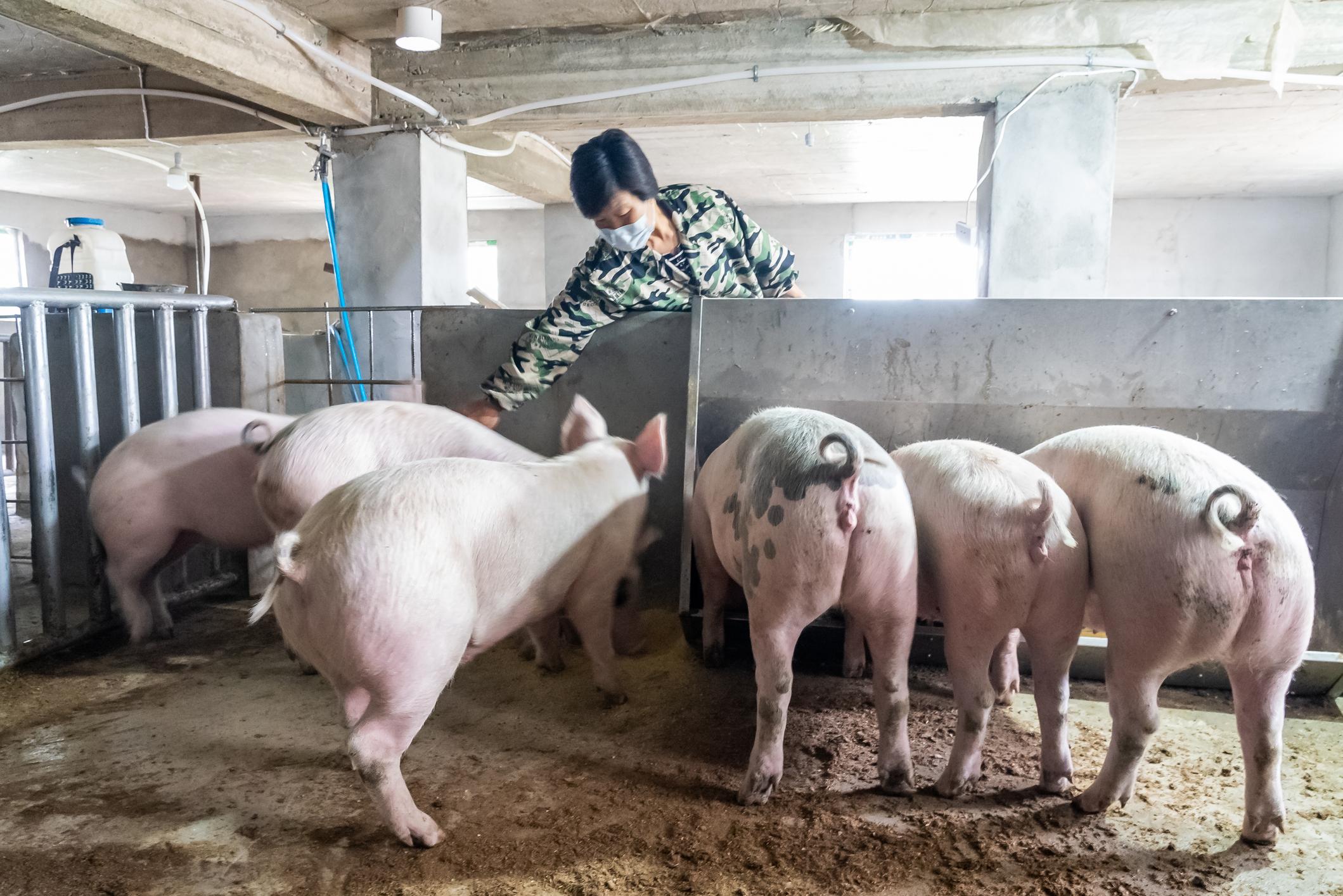 mulher trabalhando em fazenda de suínos