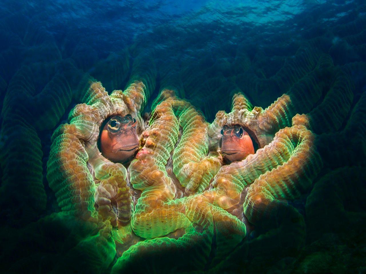 بلينيس داخل المرجان
