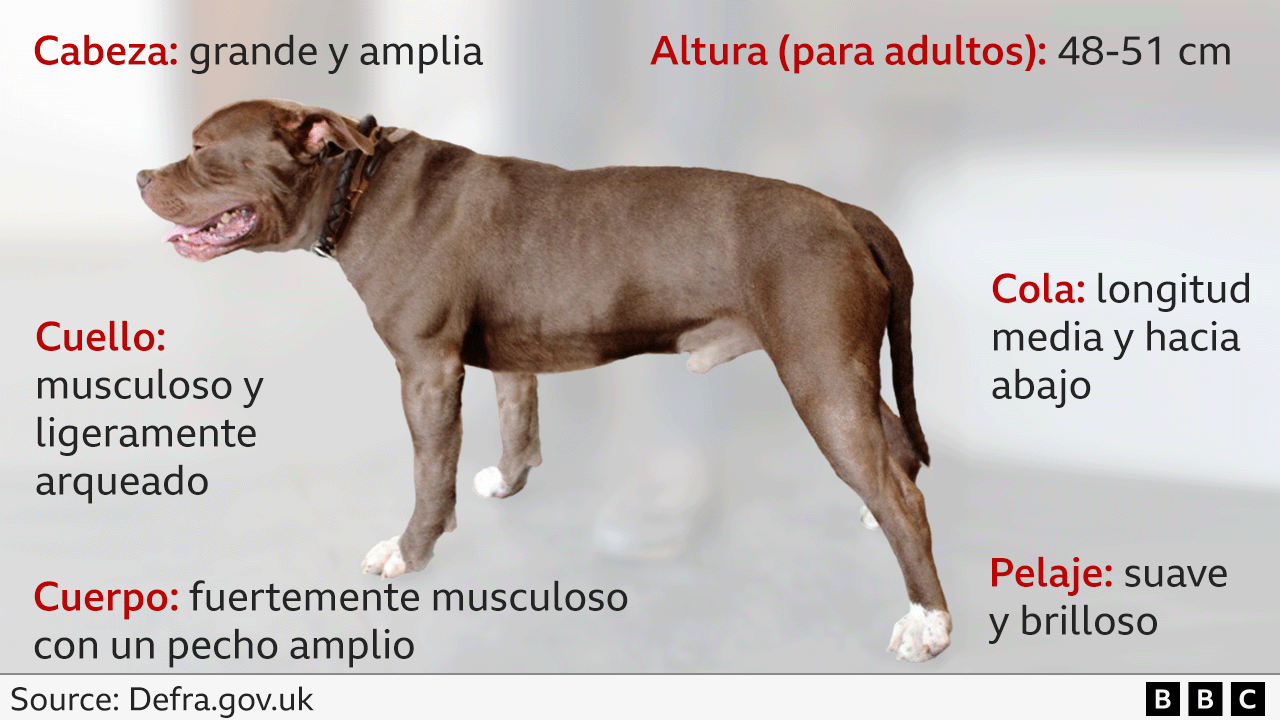 Descripción de Defra de un perro American XL bully. 