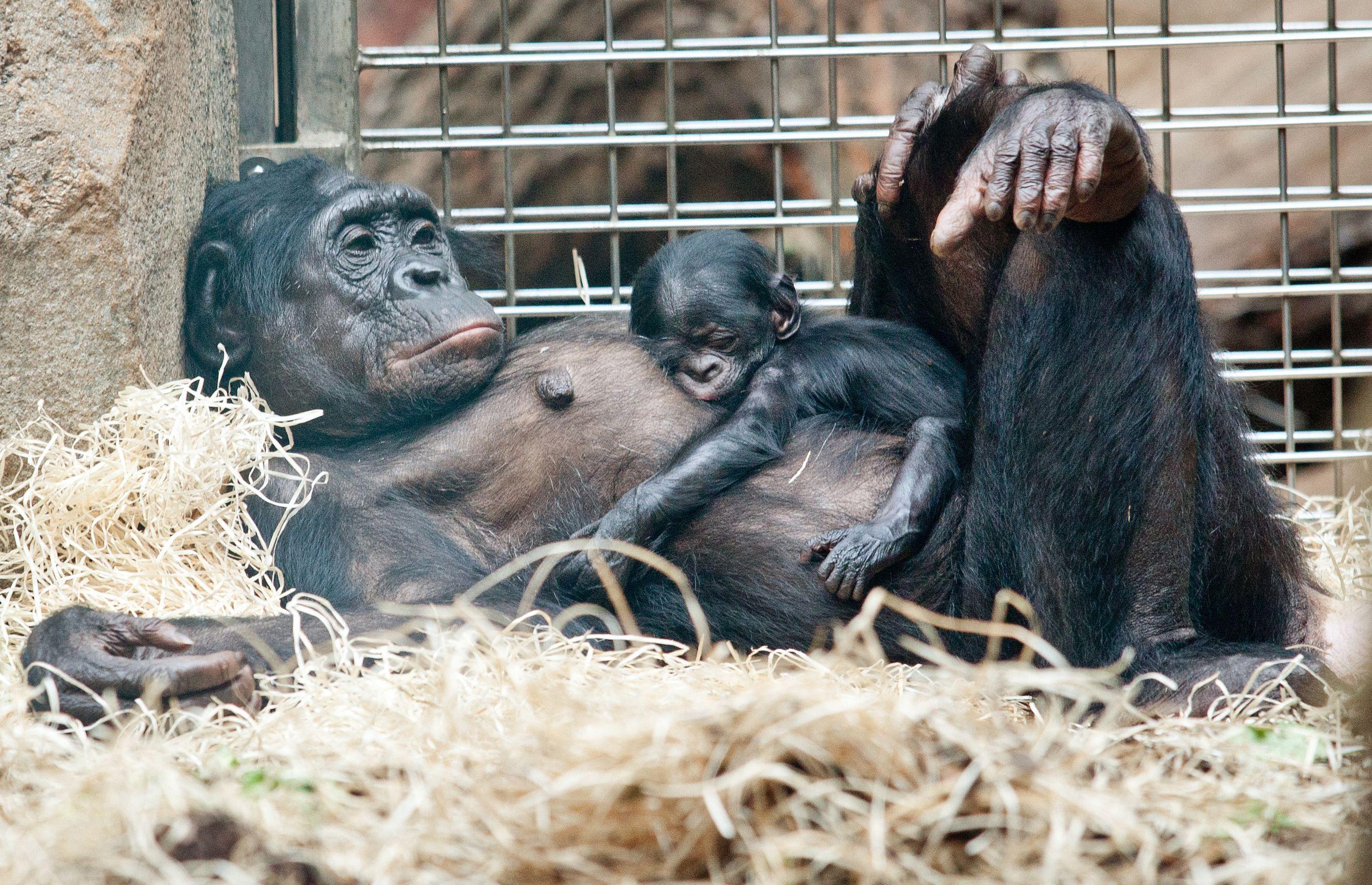 Bebê bonobo dorme em cima da mãe, 