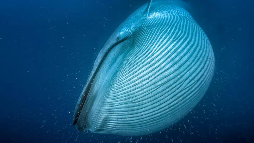 Baleia gigante no mar