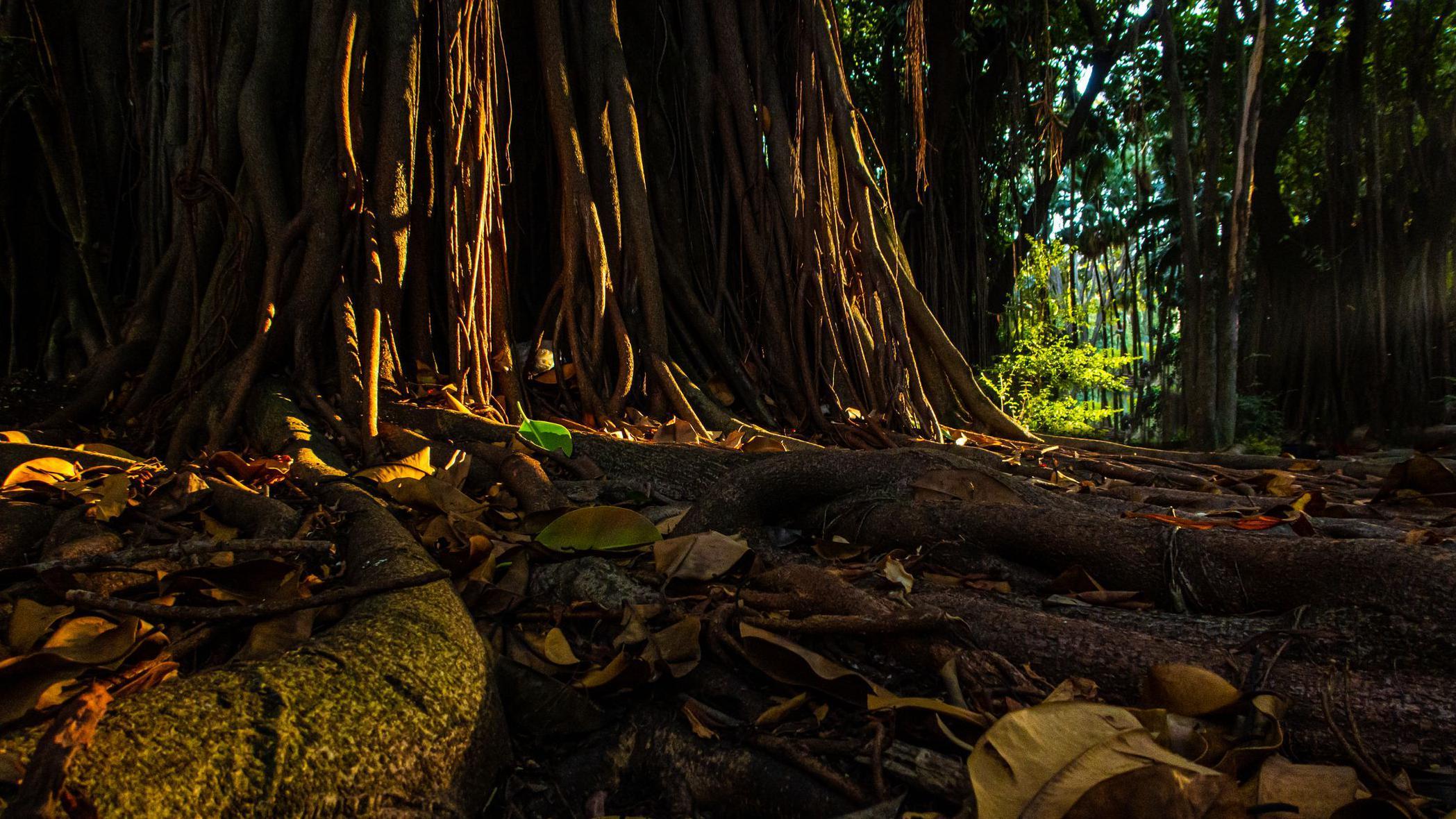 Raíces de un gran árbol en el Amazonas.