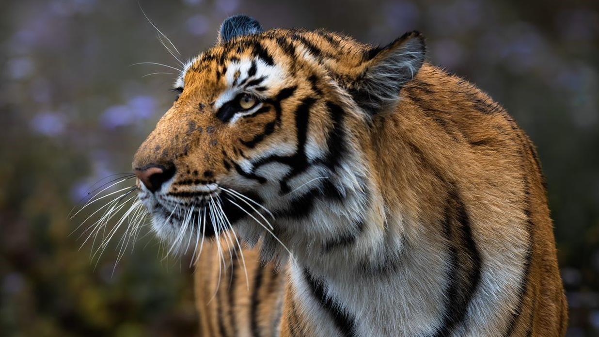 Close-up of tiger