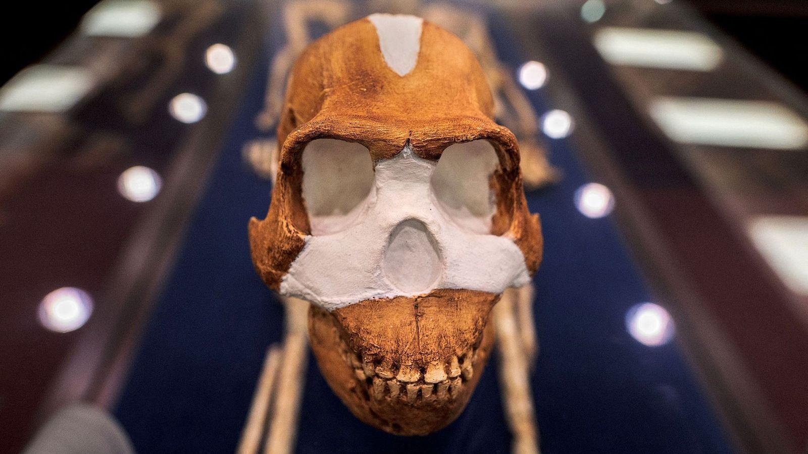 Crânio Homo naledi