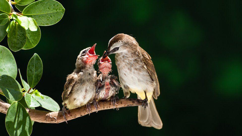 Chicks being fed by their mother