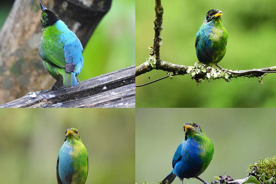 El ave con el plumaje de la parte derecha de color azul y la parte izquierda verde