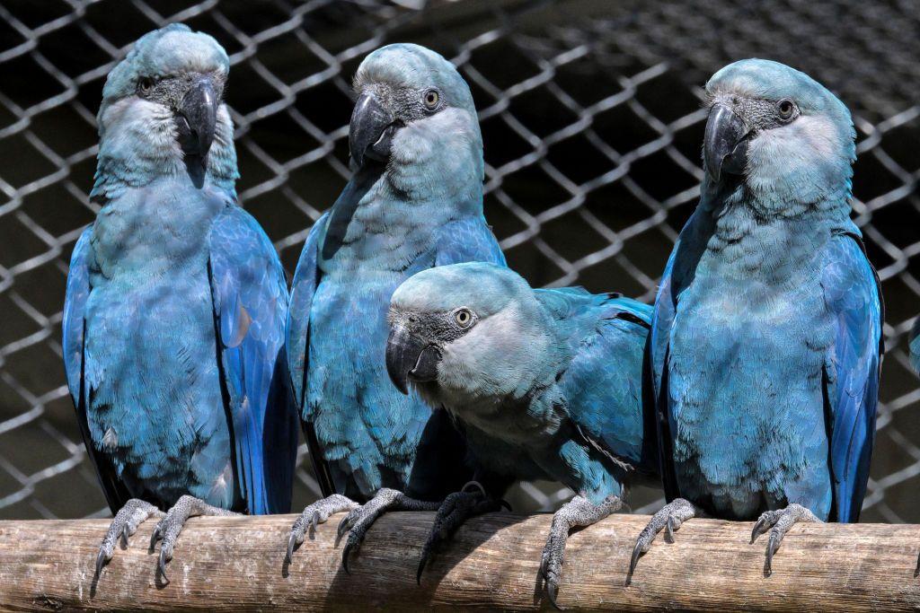 Centro de conservação de ararinhas-azuis no Zoológico de São Paulo